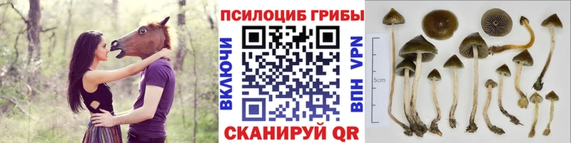 цена   нарко площадка официальный сайт  Псилоцибиновые грибы мухоморы  Приморско-Ахтарск 